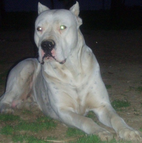 Ancy - foto