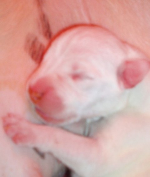 Ancy - foto