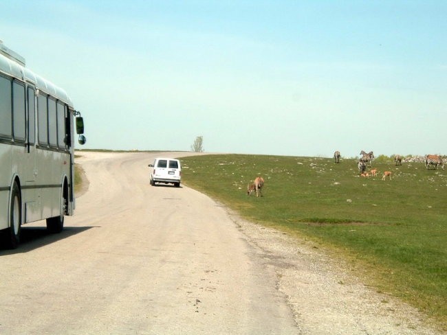 African Safari v Kanadi - foto povečava