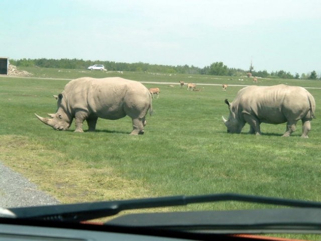 African Safari v Kanadi - foto