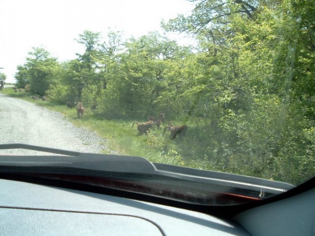 African Safari v Kanadi - foto