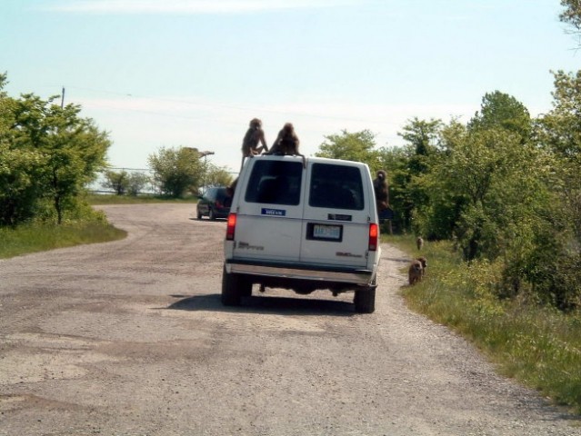 African Safari v Kanadi - foto