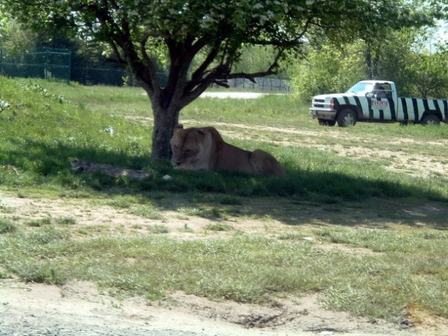 African Safari v Kanadi - foto