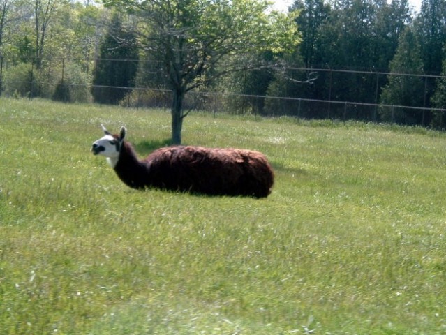 African Safari v Kanadi - foto