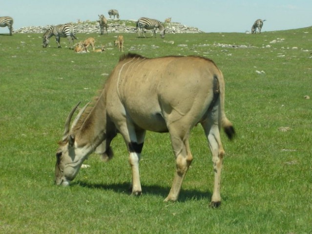 African Safari v Kanadi - foto