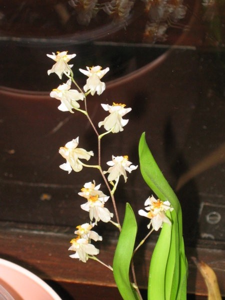 Mini orhideja, ki cveti