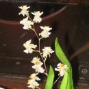 mini orhideja, ki cveti