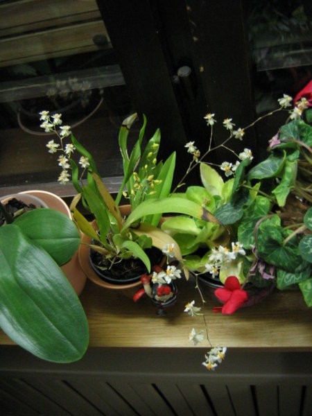 Mini orhideja z 5 cvetnimi stebli