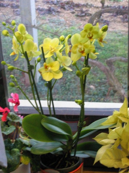 Kupile z mami v Ocean orchids jan 08