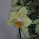 orhideja, ki sem jo kupila v Kaliji (znižano) in je po letu dni zacvetela