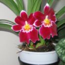 miltonia zacvetela 6.10