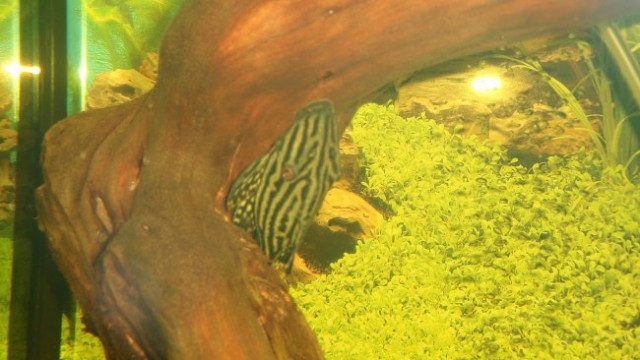 Akvarij z diskusi in plecoti - foto