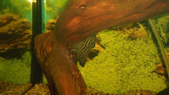 Akvarij z diskusi in plecoti - foto