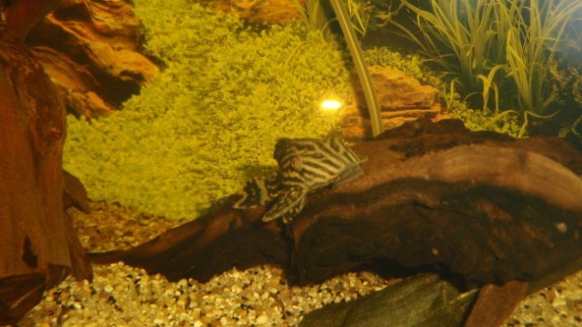 Akvarij z diskusi in plecoti - foto