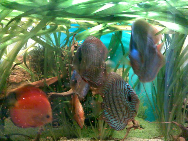 Akvarij z diskusi in plecoti - foto