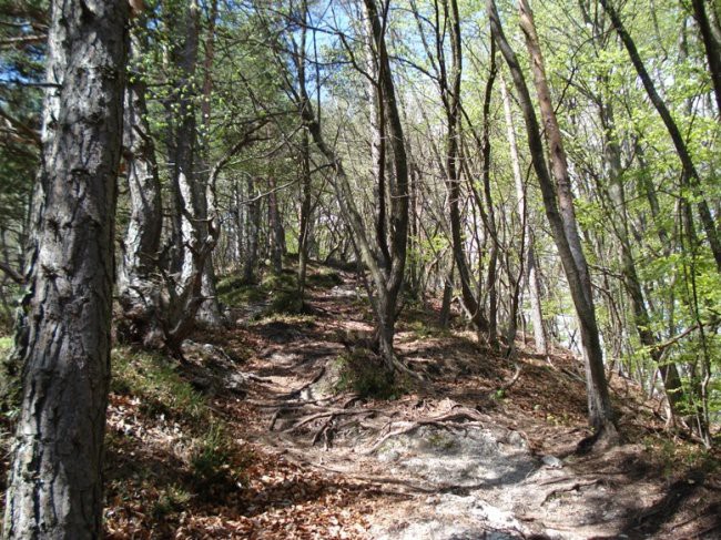 Polhograjska Grmada, 20.4.2008 - foto povečava