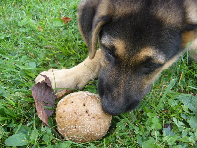 ReXi - foto povečava