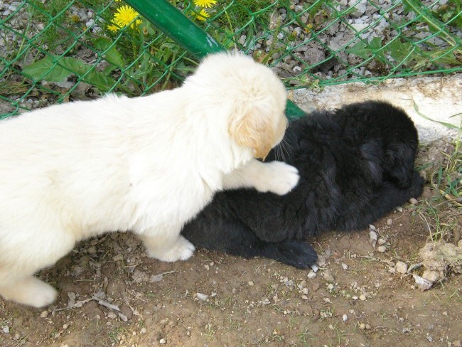 Ivy v Horjulu - foto povečava