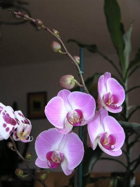 Orhideje januar 2008 - foto povečava