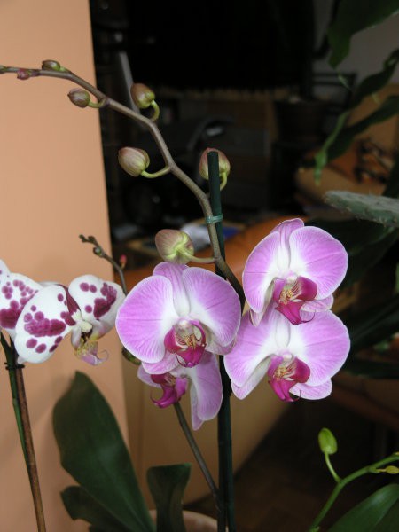 Orhideje januar 2008 - foto