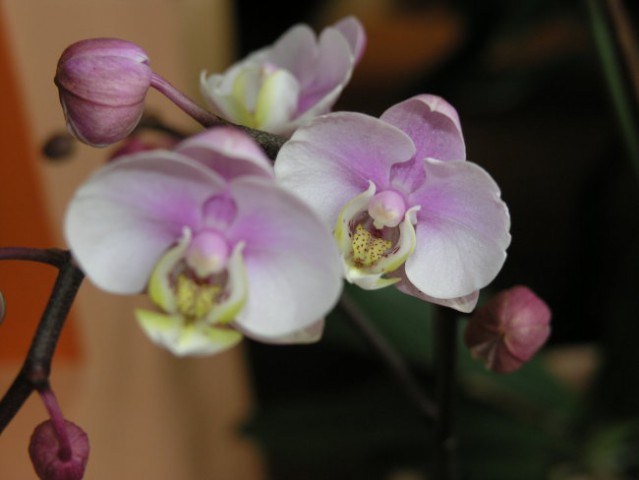 Mini orhidejca