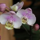 mini orhidejca