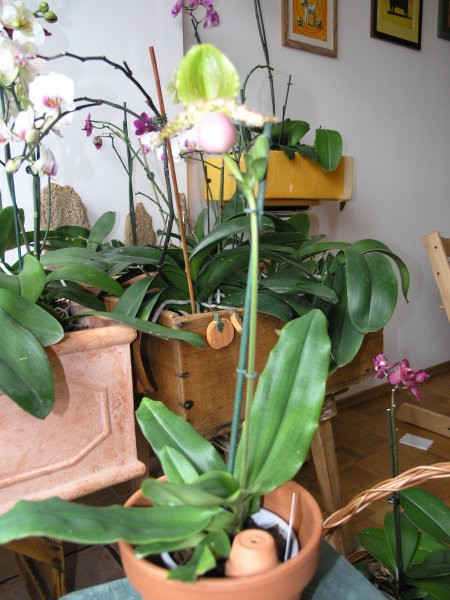 PAPHIOPEDILUM 2008 - foto