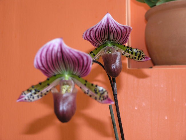 PAPHIOPEDILUM 2008 - foto povečava