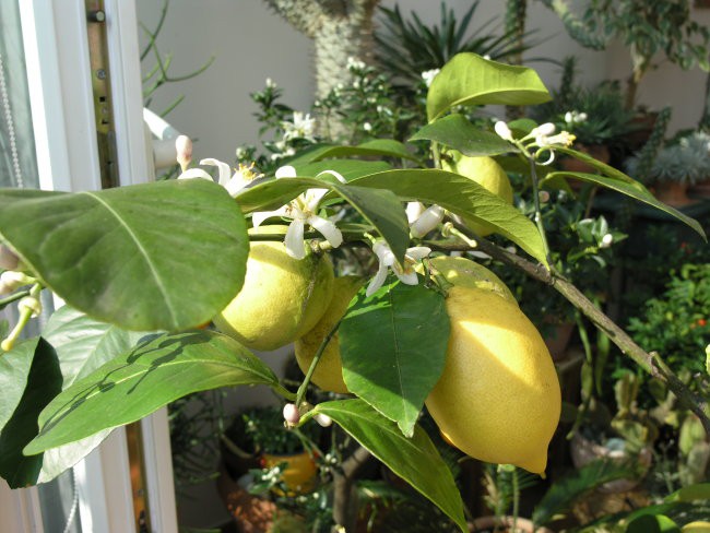 Obilno cvetenje limone, februar 2008