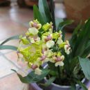 Oncidium, podarila Romana jeseni 2007