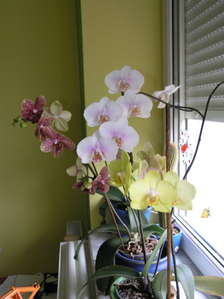 Šopek orhidejc v sinovi sobi