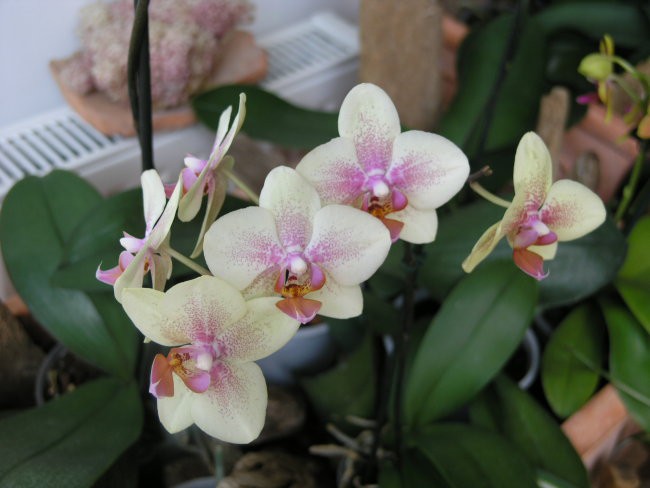 zanimiva barva, orhideja pa bolj nizke rasti
