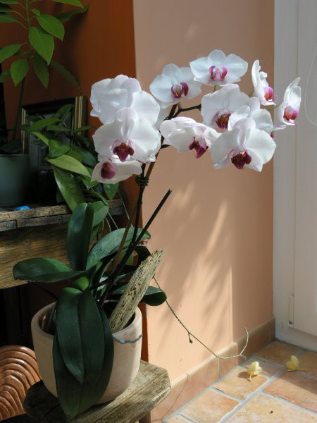 Moja 1. orhideja.Ped 4 leti mi jo je podarila tašča in me okužila.....