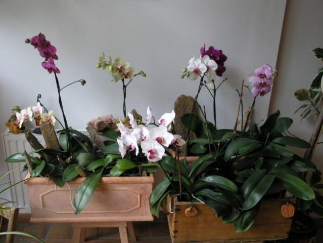 Nekaj mojih orhidej. 