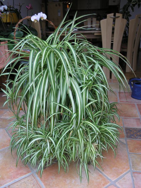 Chlorophytum, močno razvejan