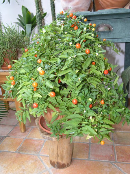 Solanum pseudocapsicum ali
Jeruzalemska češnja
Izredno dekorativna in hvaležna rastlina,