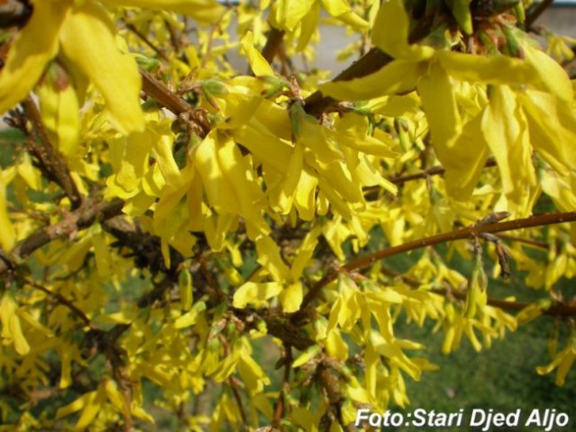Žuti cvat Mahala kod Kalesije