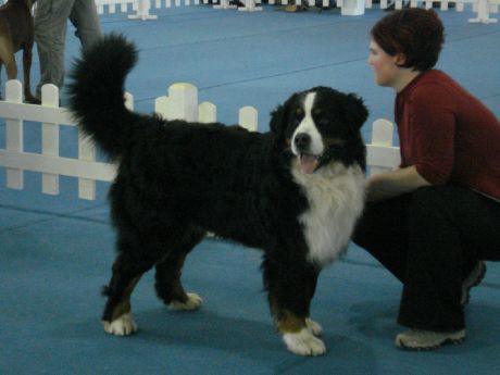 CACIB Celje - foto
