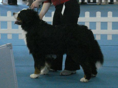 CACIB Celje - foto