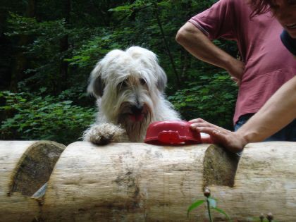 Bohinj 7/2008 - foto povečava