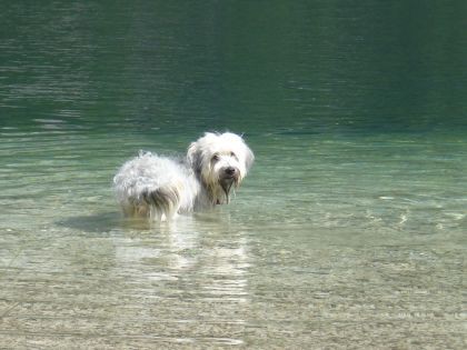 Bohinj 7/2008 - foto povečava