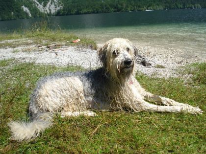 Bohinj 7/2008 - foto povečava