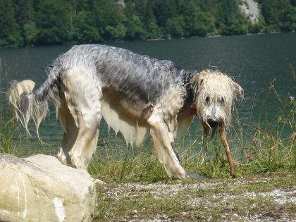 Bohinj 7/2008 - foto