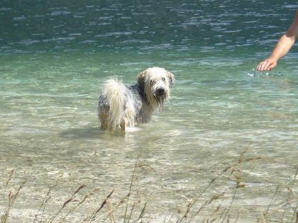 Bohinj 7/2008 - foto povečava