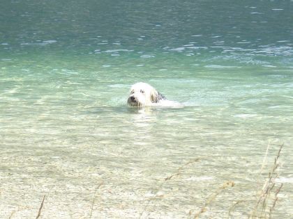 Bohinj 7/2008 - foto povečava