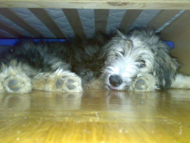 Moje njljubše ležišče je pod posteljo moje lastnice.