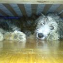 Moje njljubše ležišče je pod posteljo moje lastnice.