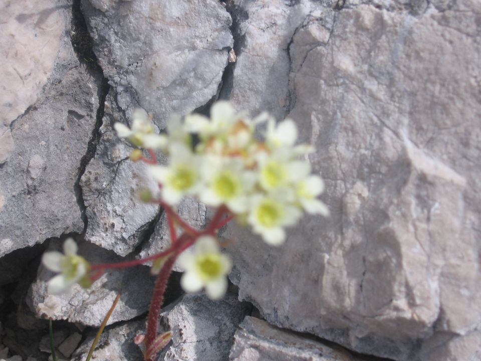 M Mojstovka - foto povečava