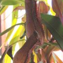 Nepenthes Rebecca Soper