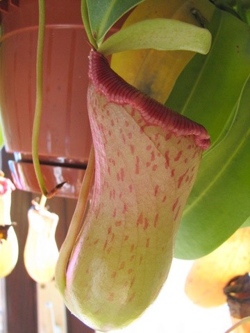 Nepenthes ventricosa